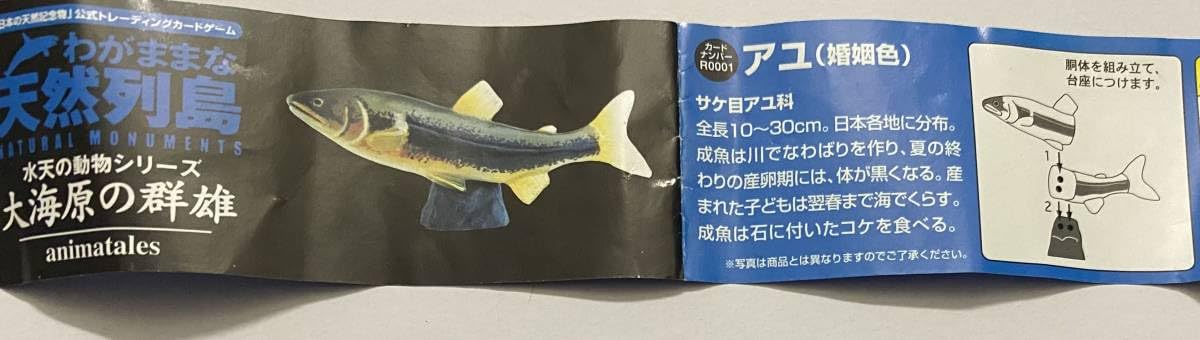 Amazon.co.jp: わがままな天然列島 大海原の群雄 R0001 アユ 婚姻色 鮎